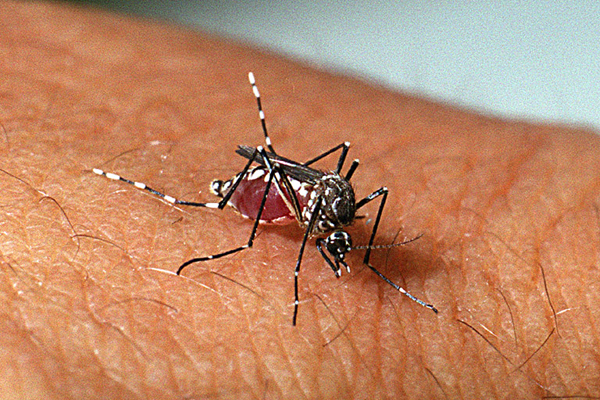 Ministério da Saúde reforça combate à dengue em três cidades do RN; entenda